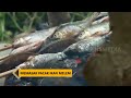 Memasak Pacak Ikan Melem | BOCAH PETUALANG (17/02/22)