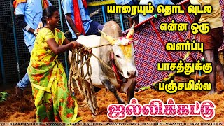 யாராவது புடிங்க டா பாக்கலாம் பக்கா ராஜேந்திரன் வீரமான பாச காளை | Manapparai | Karungulam Jallikattu