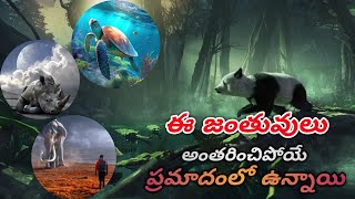 అంతరించి పోతున్న ప్రమాదంలో ఉన్న Top 10  జంతువులు || Top 10 Endangered Animals|| MR Mayon facts