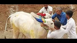 केळगाव- ठिगळे वाडेकर राजगुरूनगर जुगलबंदी एक नंबरात बसवली फाकड्यानी ११. ८८ मध्ये