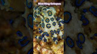 Blue Ringed  Octopus 🐙 One Of The Most Dangerous Ocean Creature |#shorts #facts #viral @worldkfactz