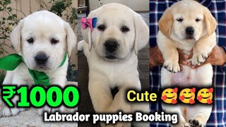 Cheapest Price Labrador Dog Puppies For Sale in Delhi | Black Labrador | White Labrador | Golden Lab