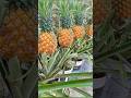 Growing pineapple in a mini paint bucket, suddenly the pineapple is so big #grow #garden #shorts