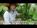 トトロの葉っぱゲット！里芋の芽掻きと草マルチ｜とみおか自然農園｜tomioka organic farm