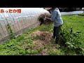 トトロの葉っぱゲット！里芋の芽掻きと草マルチ｜とみおか自然農園｜tomioka organic farm