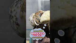 【飼育の日常072】#shorts #hermitcrabs Re#オカヤドカリ #ペット #飼育 #hermitcrabs #かわいい