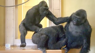 Aging Female Gorilla Pushed Away By Excited Son | The Shabani Group