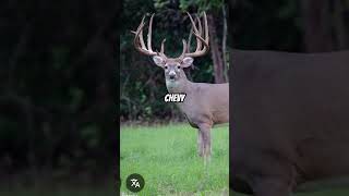 Your truck your deer #hunting #automobile #like #likeandsubscribe #whitetailhunting #whitetail