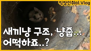 [고양이 임보일기] 어떡하죠..? 하수구 고양이 구조, 새끼냥 주워버렸습니다.