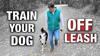 How I Trained My Dog to Listen Off Leash