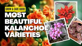 How to Grow \u0026 care for Kalanchoe | Most beautiful Kalanchoe varieties