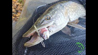 ROBOLURE electronic swimbait catches big pike