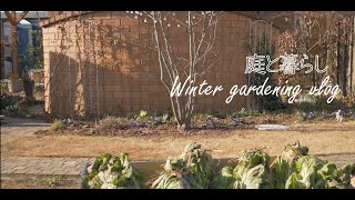 Check out my January garden | the fallen sees've grown | harvesting veggies and cooking Pot-au-feu 