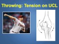 Ulnar Collateral Ligament Injuries & Treatment Explained by a Phoenix Orthopedic (480)219-3342