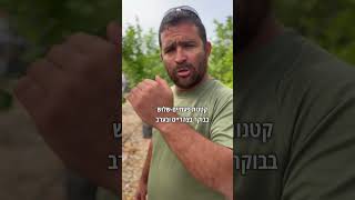 יש לכם עצי פרי? בואו ללמוד איך להכין את עצי הפרי לשרב