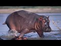 15 brutal hippo attacks caught on camera