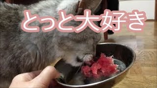 猫の歯肉炎再度受診！それでもまぐろの刺身は食べます　2019/3/29