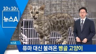 퓨마 대신 불려온 벵갈고양이…국감장 이모저모 | 뉴스A