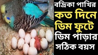 বাজিগর পাখির ডিম কত দিনে ফুটে?   বদ্রি পাখি কত মাস বয়স থেকে ডিম দেয় বা অ্যাডাল্ট হয়? #birdhousenew