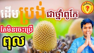 Khmer traditional Medicine Advantages of Cycas plants អត្ថប្រយោជន៍របស់ប្រង់ 1080p