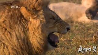 laughing lion gif 🤣