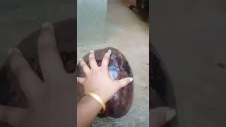 വലിയ തേങ്ങ കണ്ടിട്ടുണ്ടോ/see the difference small and big coconut.