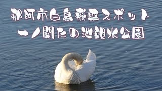 凄い食欲・那珂市白鳥飛来スポット 一の関ため池親水公園2013/12/29