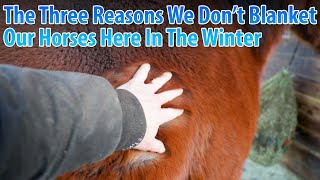 The Three Reasons We Don't Blanket Our Horses In The Winter Here