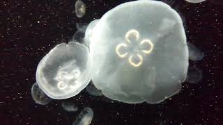 【海遊館】Jellyfish Galaxy 海月銀河