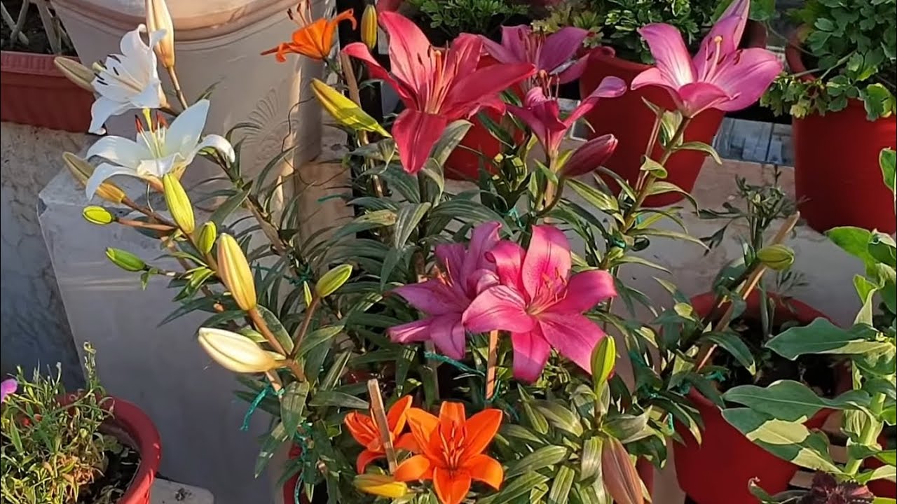 HOW TO GROW AND CARE ASIATIC LILY / LILUM || FUN GARDENING - YouTube