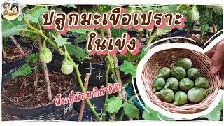 Planting Green brinjal in baskets You can do it with a little space