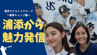 【春季キャンプ】東京ヤクルトスワローズ春季キャンプの楽しみ方をお届け！