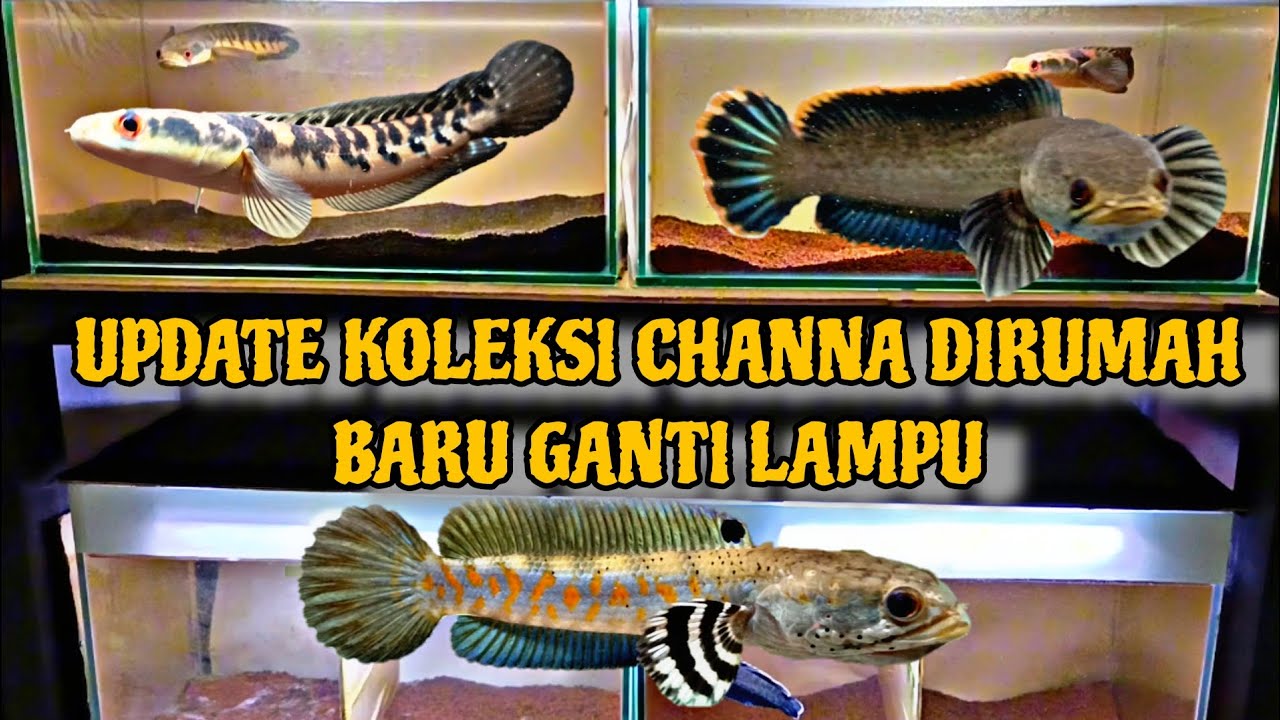 Koleksi Ikan Channa Baru Ganti Lampu - YouTube