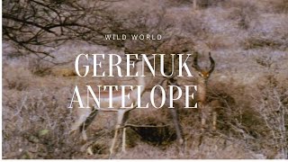 gerenuk antelope | documentary