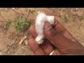 paruthi plant cotton plant பருத்தி செடிகள்