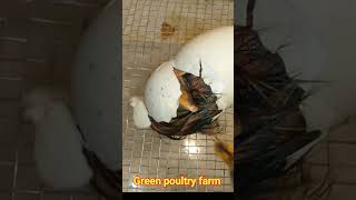 बतख के अंडे से बच्चा कैसे निकलता है Duck Egg Hatching Process ll  egg hatching 🐣🐣 #greenpoultryfarm