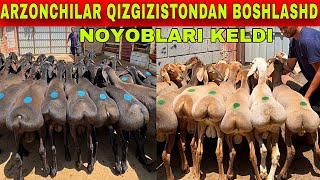 QIRGIZISTON NASILDOR QOZILARI KELDI NARXNI YONDIRVORISHDI