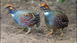 Hill partridge (Arborophila torqueola) call and song