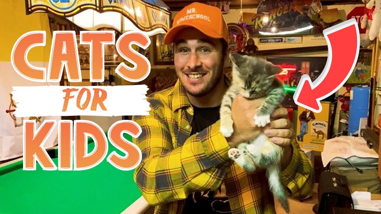 How To Take Care Of A Cat For Kids Housepetscare