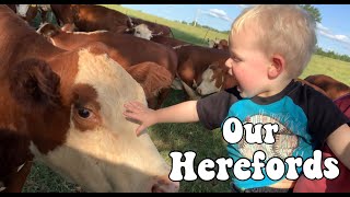 Our Hereford Farm