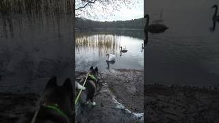 Лебеди остались на зимовку, Американская Акита Молли #akitalife American Akita Molli and swan lake