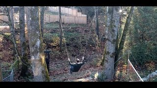 Gregs GIANT Backyard Tree Swing