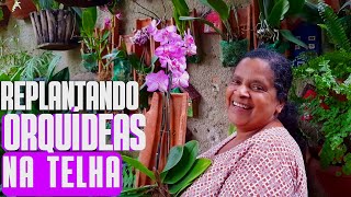 FAZENDO REPLANTE DE ORQUÍDEAS NA TELHA