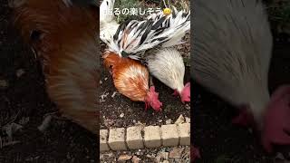 土を掘り返すにわとりたちRoosters digging up the soil #ニワトリ #backyardchickens #ペット