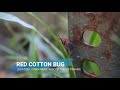 RED COTTON BUG -2