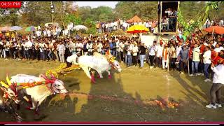 सावली मैदान मध्ये झालेल्या मैदान मध्ये बकासुर \u0026 घोट चा सर्जा विजयी झाले ! #bakasur #bailgadasharyat