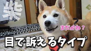 目で訴えるタイプの柴犬