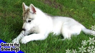 Cute Husky Puppies | National Puppy Day | Shelby & Memphis as Puppies