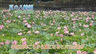 【東金の風景 8月】夏の八鶴湖／八鶴湖