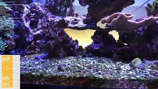 【珊瑚水槽】れさch marine aquarium Live vol.101 2021.1.20 【reeftank】